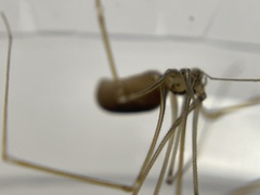 Pholcus opilionoides