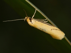 Philobota protecta