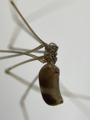 Pholcus opilionoides