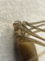 Pholcus opilionoides