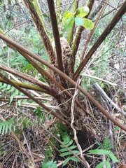 Cyathea cooperi