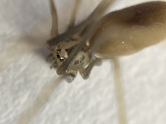 Pholcus opilionoides