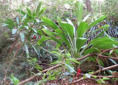 Cordyline petiolaris