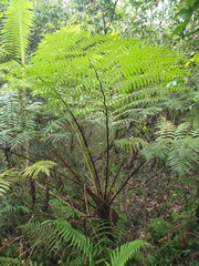 Cyathea cooperi