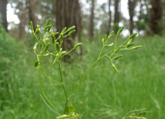 Senecio phelleus