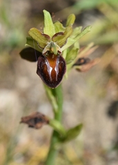 Ophrys sphegodes