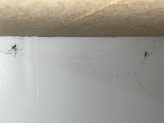 Pholcus opilionoides