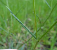 Senecio phelleus