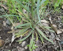Senecio phelleus