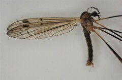 Dicranomyia