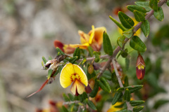 Bossiaea cinerea