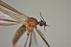 Dicranomyia