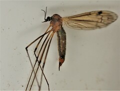 Dicranomyia