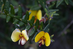 Bossiaea cinerea