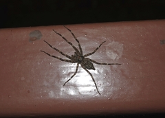 Pandercetes