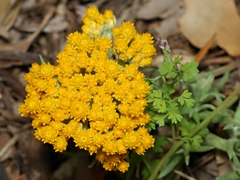 Chrysocephalum semipapposum