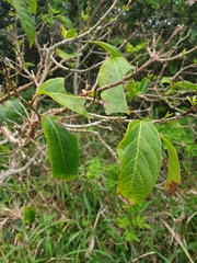 Clerodendrum floribundum
