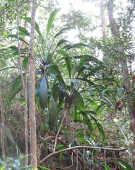 Cordyline petiolaris