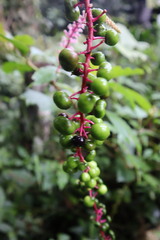 Phytolacca