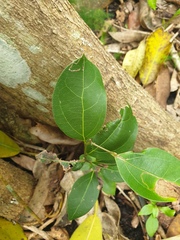 Cryptocarya triplinervis