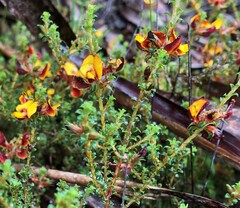 Pultenaea densifolia
