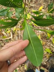 Acronychia imperforata