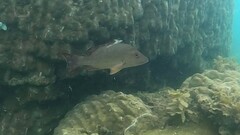 Lutjanus lemniscatus