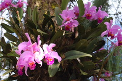 Cattleya trianae
