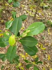 Acronychia imperforata