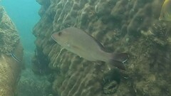 Lutjanus lemniscatus