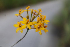 Epidendrum melinanthum