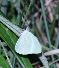 Catopsilia florella