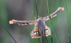 Coenina poecilaria