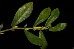Columnea