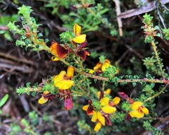Pultenaea densifolia