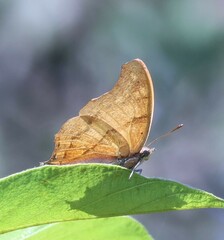 Polyura zoolina