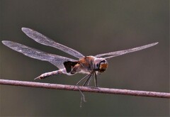 Tramea limbata