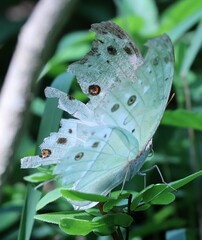 Protogoniomorpha parhassus