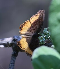 Eurytela dryope angulata