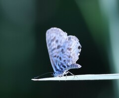 Leptotes pirithous