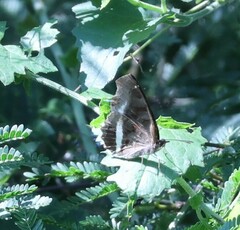 Eurytela hiarbas