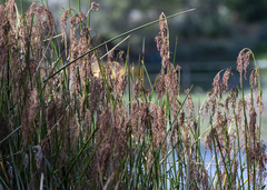 Machaerina articulata