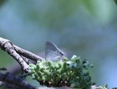 Hypolycaena philippus philippus