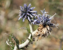 Echinops siculus