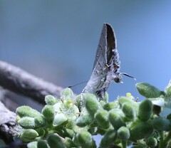 Hypolycaena philippus philippus