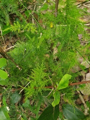 Asparagus setaceus