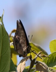 Charaxes ethalion ethalion