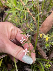 Cyanothamnus nanus nanus