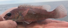 Tautogolabrus adspersus