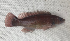 Tautogolabrus adspersus